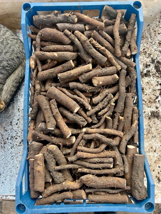 Павловния тамыр каламша павлония