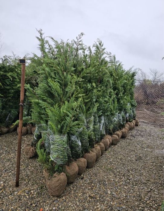 Leylandii chiparos verde de la 1m la 4m