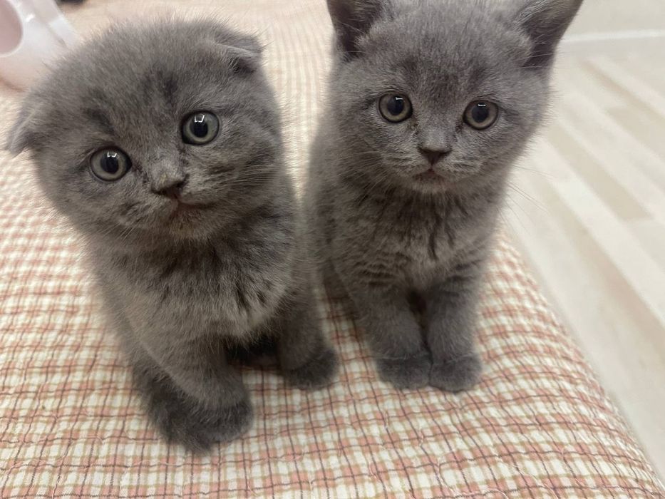 Котята британцы,мальчик и девочка и мама кошка