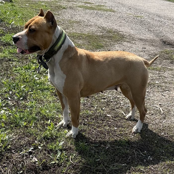 Отдам бесплатно щенят