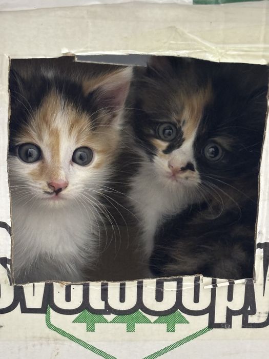 Котятки - две девочки