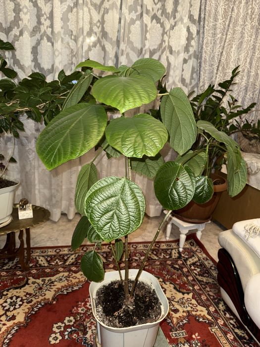 Комнатное растение