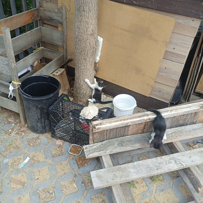 Котенца за подаряване