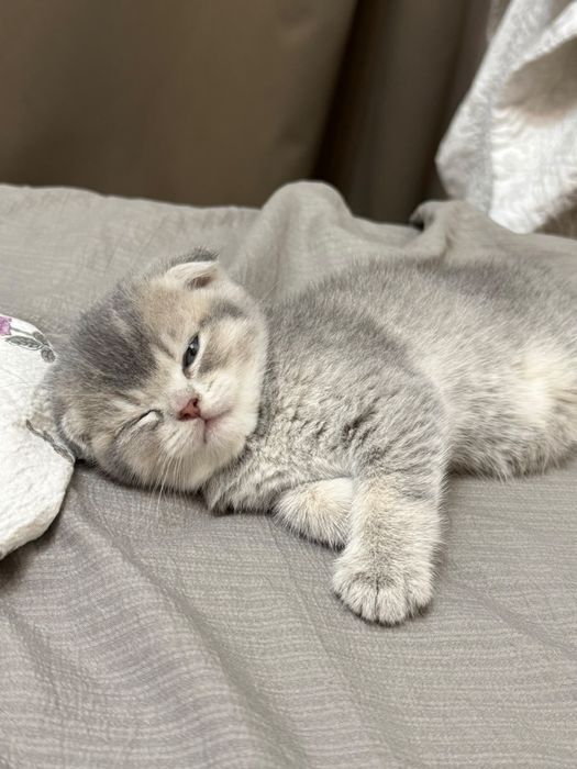Продам котят шотландский