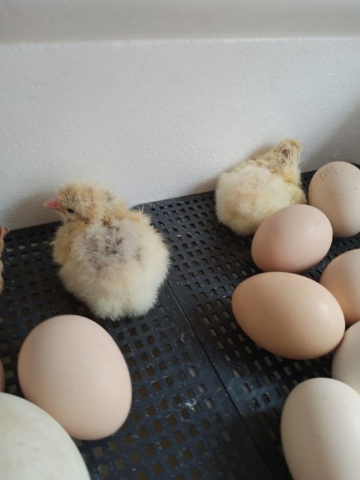 Инкубационные яйца