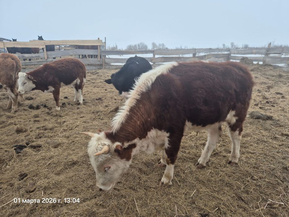 Продам быка 450000