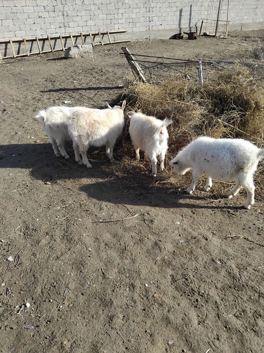 Ешкі сатылады туркестан