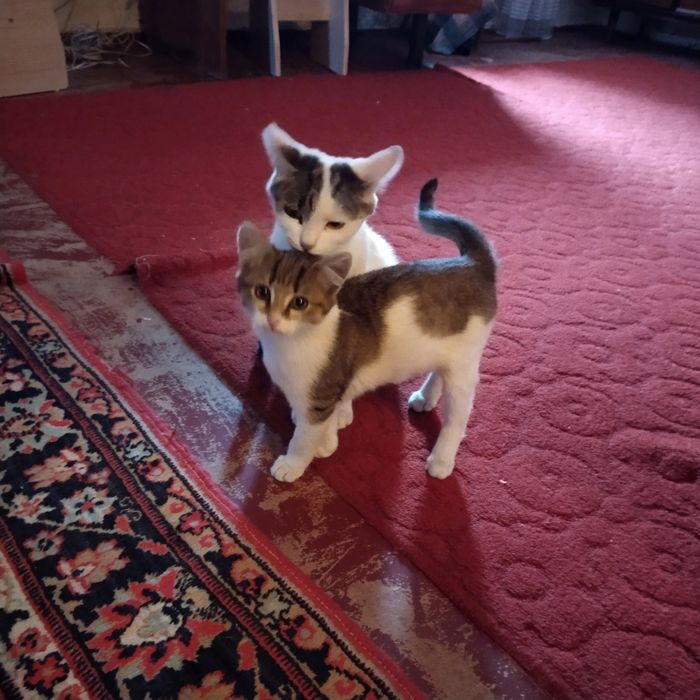 Отдам котенка котик