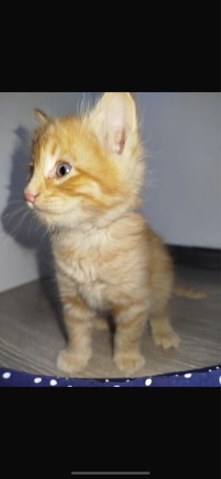 Мимимишные котята