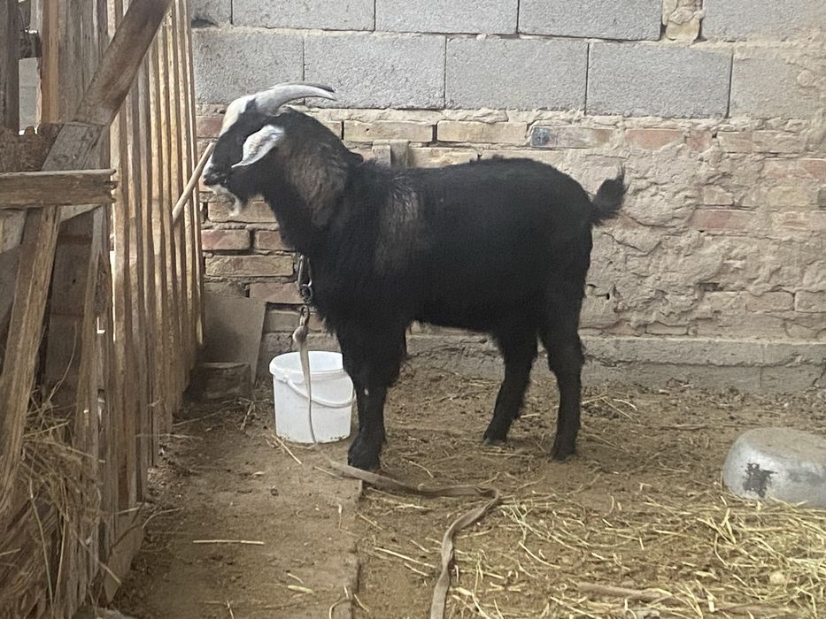 Козёл/ Теке молодой