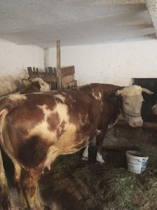 Vând vacă bălțată in ultima lună de gestație