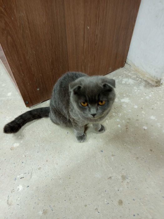 Красивый кот ищет дом