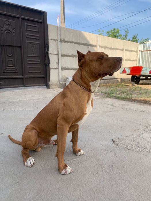 Питбуль (кубинец) вязка