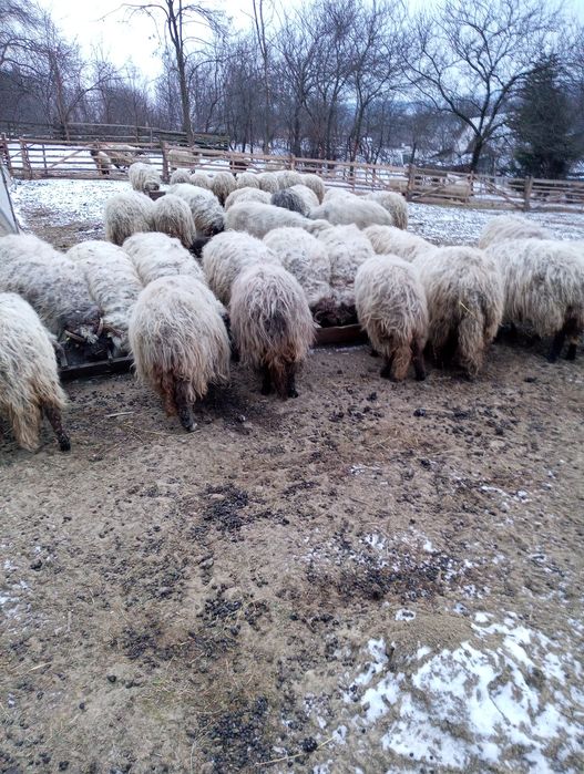 Oi de vânzare bucalai