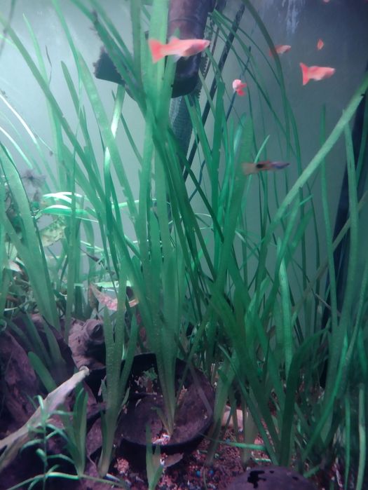 Plante acvariu pesti