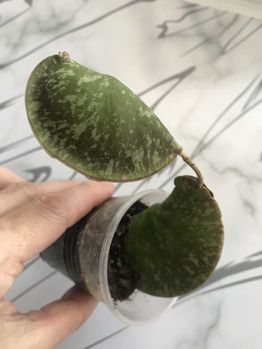 Экзотические хойи