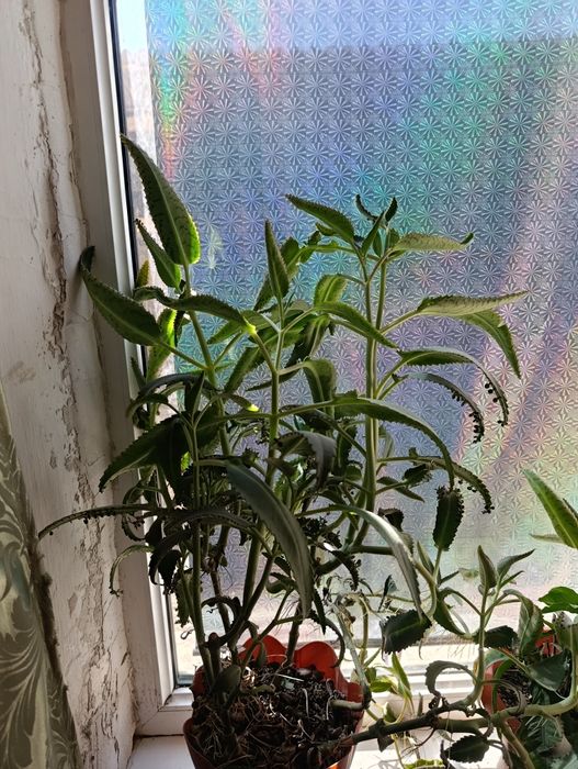 Продам алоэ  и каланхоэ 4-5 лет