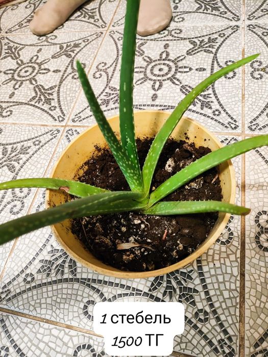 Растение Алоэ вера