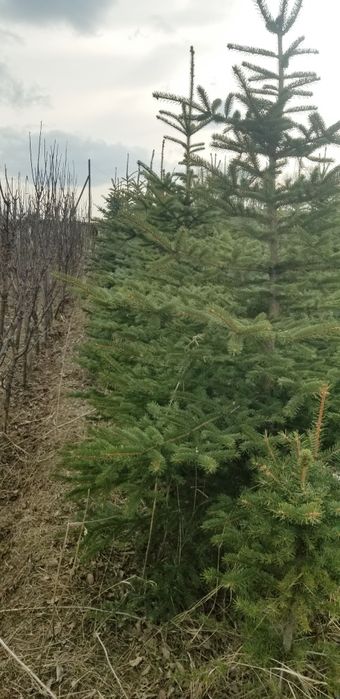 Ёлки в наличии продаются