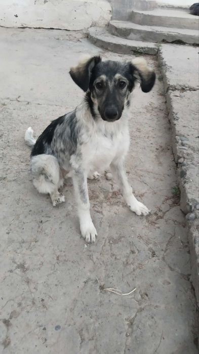 Срочно . Собака в добрые руки