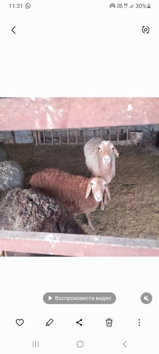 Қой ұрғашы тоқтысымен сатылады