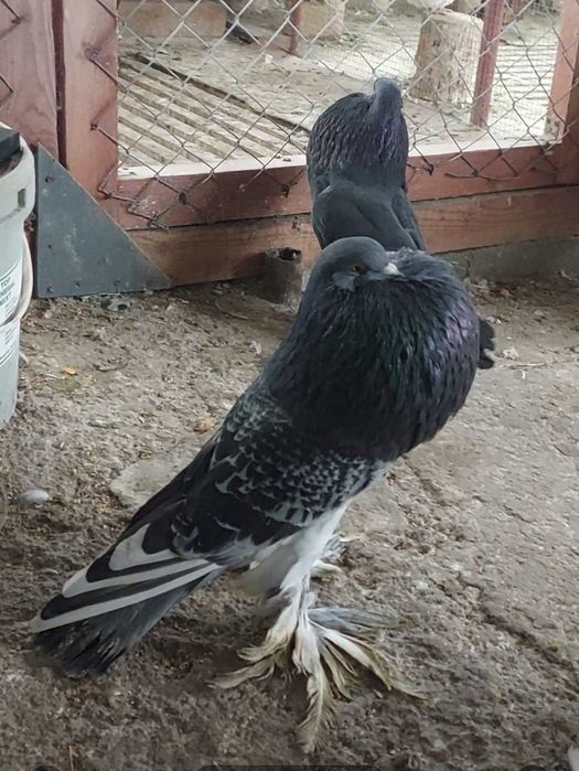 De vânzare Gusat de Pomerania