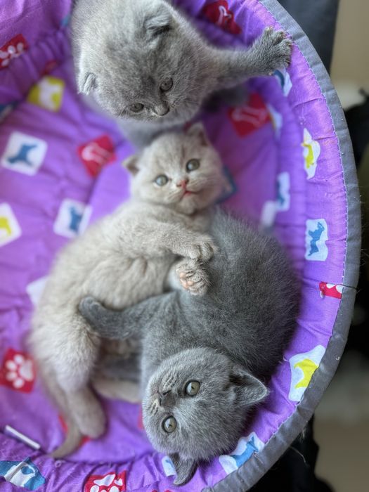 Британски/шотлански късокосмести котета