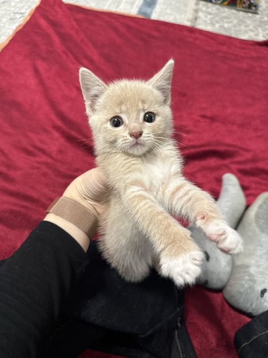 Кошка отдам хорошую руку