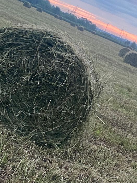 Vând baloți de lucernă