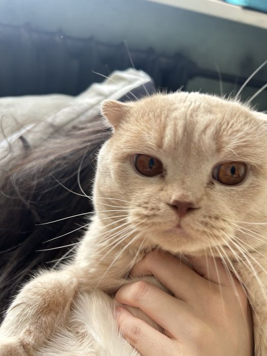 Отдам в добрые руки