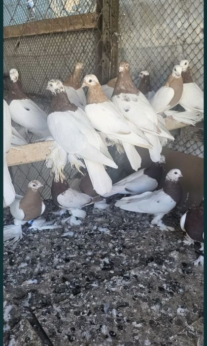 Продам летный Голубей