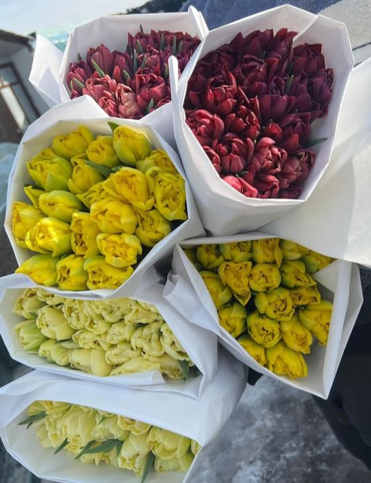 Тюльпаны Белоруссия,Голландия