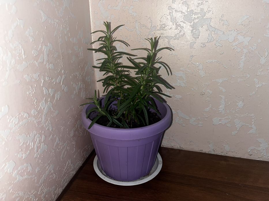 Розмарин пищевой ароматный