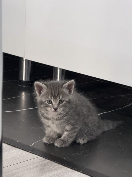 Кошка котенок 7 недель