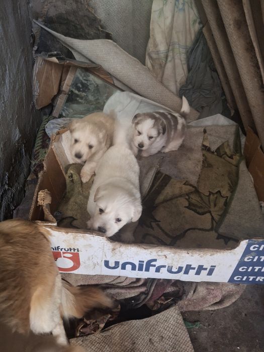 Продам щенят смешаный с таксой