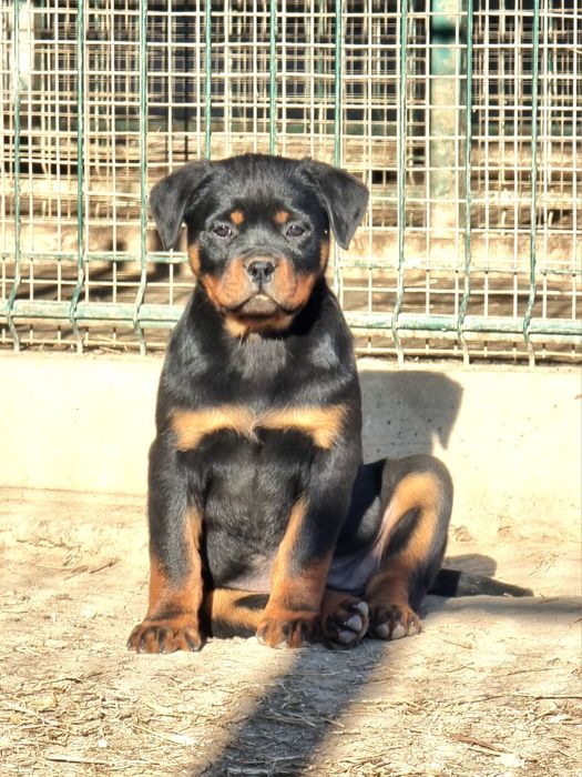 Pui Rottweiler cu pedigree