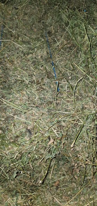 Baloti de lucerna , lucerna baloti , balotii de luterna, baloti lucern