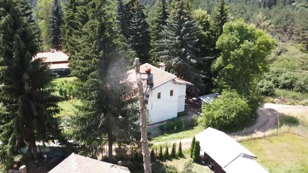 Сечене рязане оформяне на опасни дървета Арборист Вишка Кран - Договор