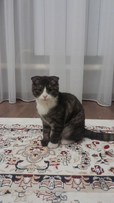 Кошка сатыладыыыы