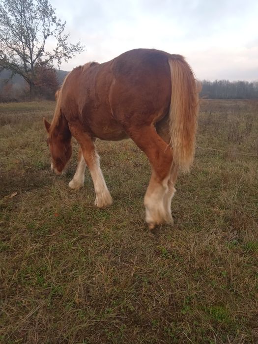 Vând mânz de 8 luni