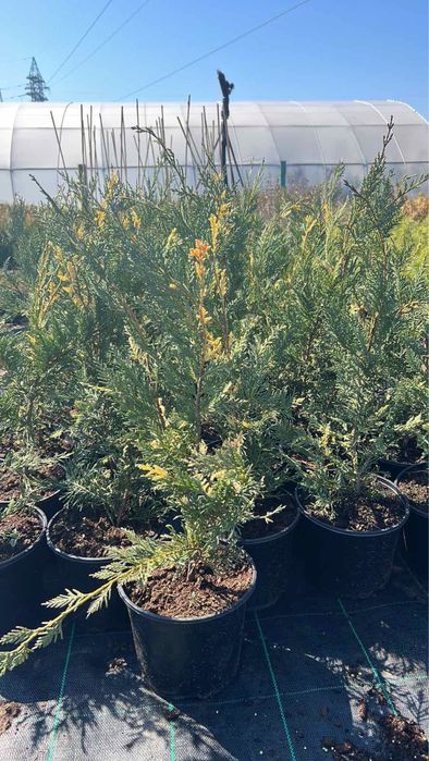 Футиния,туя и закуми. Японски клен,магнолии в три цвята.