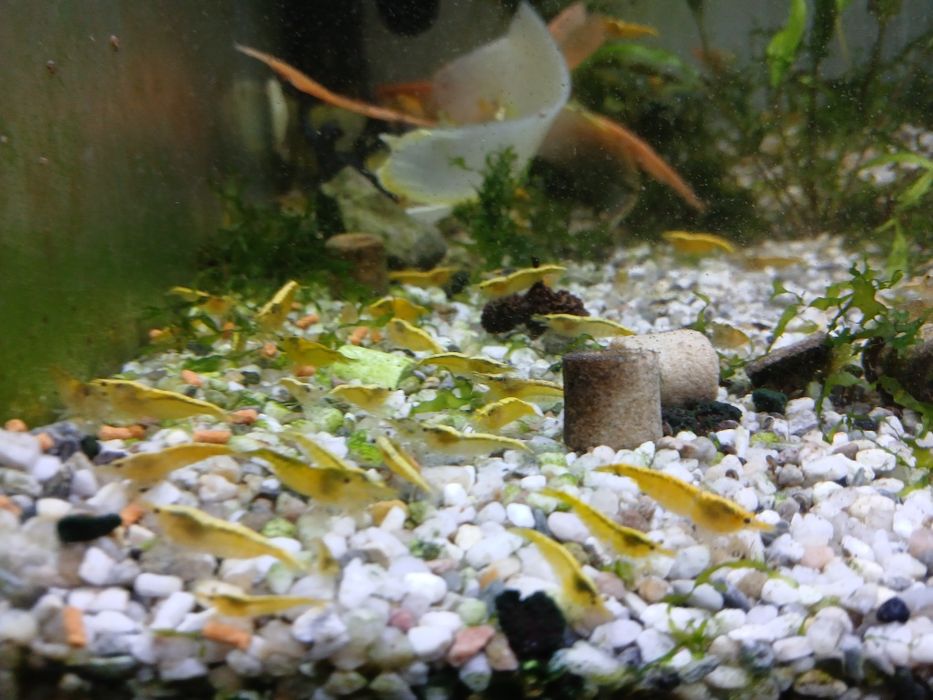 Creveti acvariu galbeni yellow și yellow neon