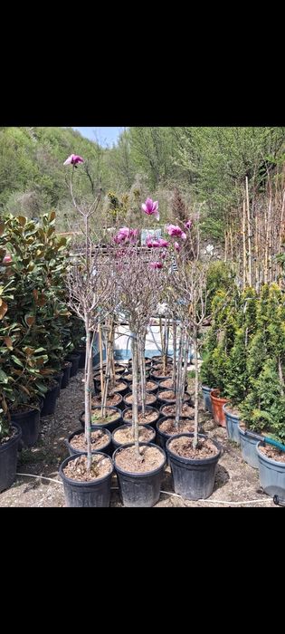 Brazi de evenimente Tuia Magnolia