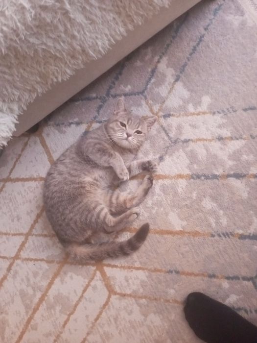 Нужен кот для вязки