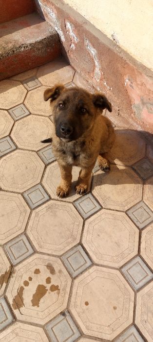 Бельгия овачарка боласи сотилади