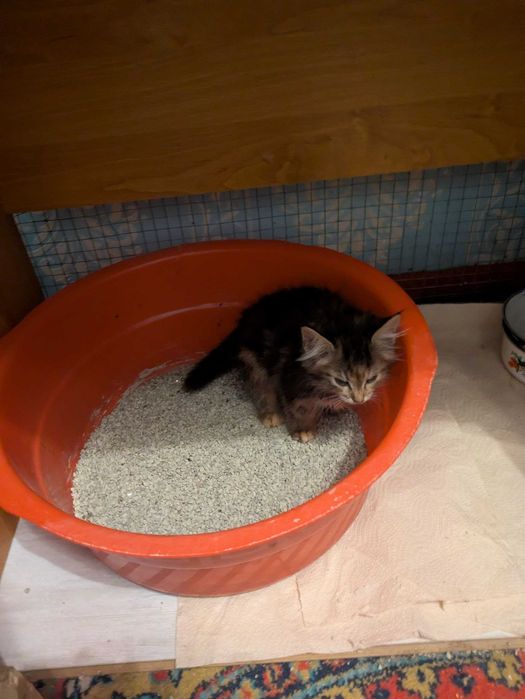 Котята (2,5 месяцев. отдам в добрые руки)