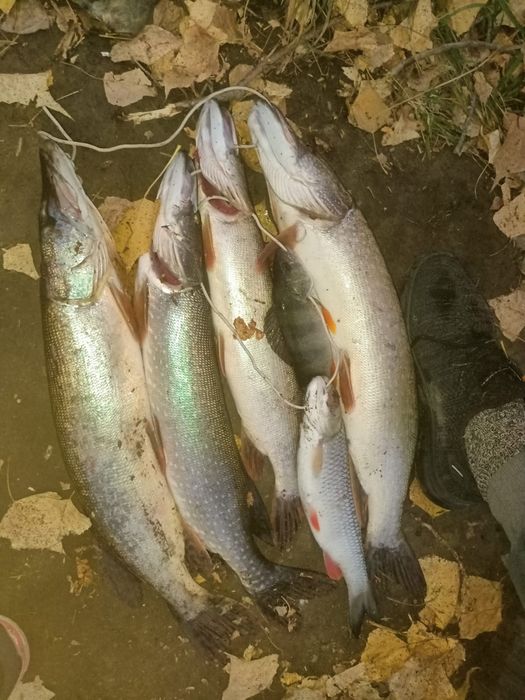 Продам щуку, карп, судак.