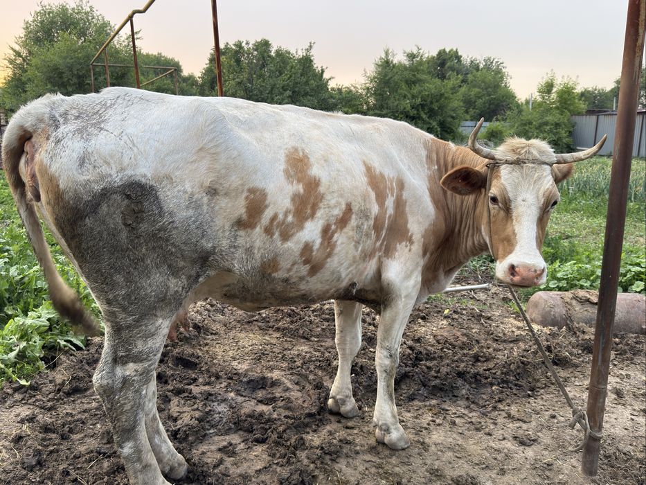 Продам корову на согым
