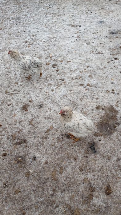 Vând 1 cocos și 5 gaini aurocana.