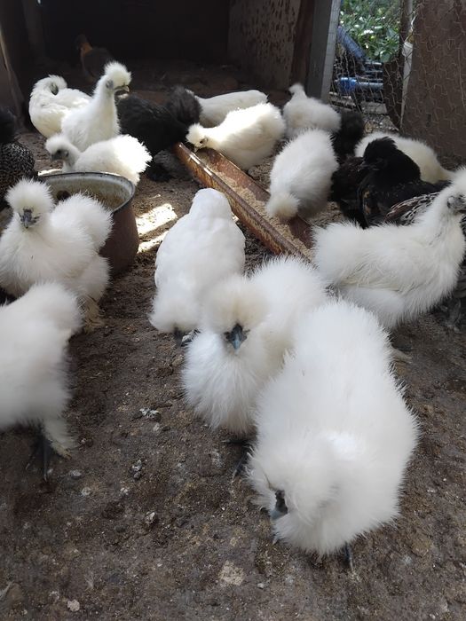 Pui de mătase japoneză